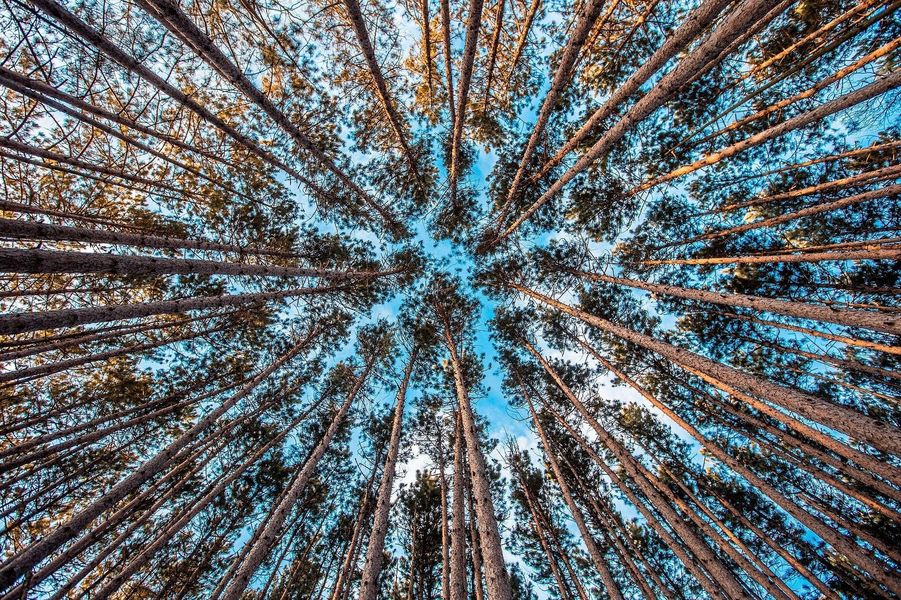 forest 1245951 1920 wynik